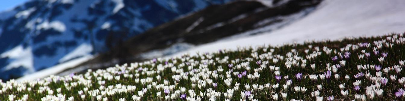 Frühling